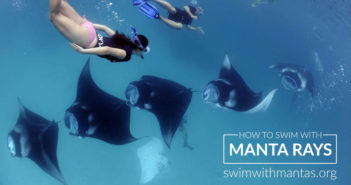 Diving with Mantas? Choose a Responsible Manta Tourism Operator Manta Trust