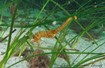 Nova Scotia Sea Horse