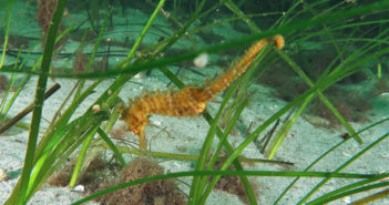 Nova Scotia Sea Horse