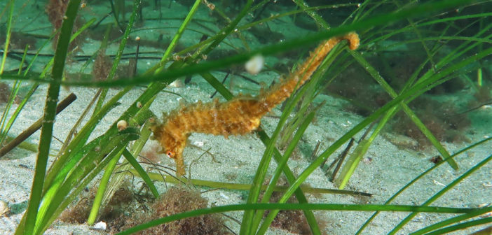 Nova Scotia Sea Horse