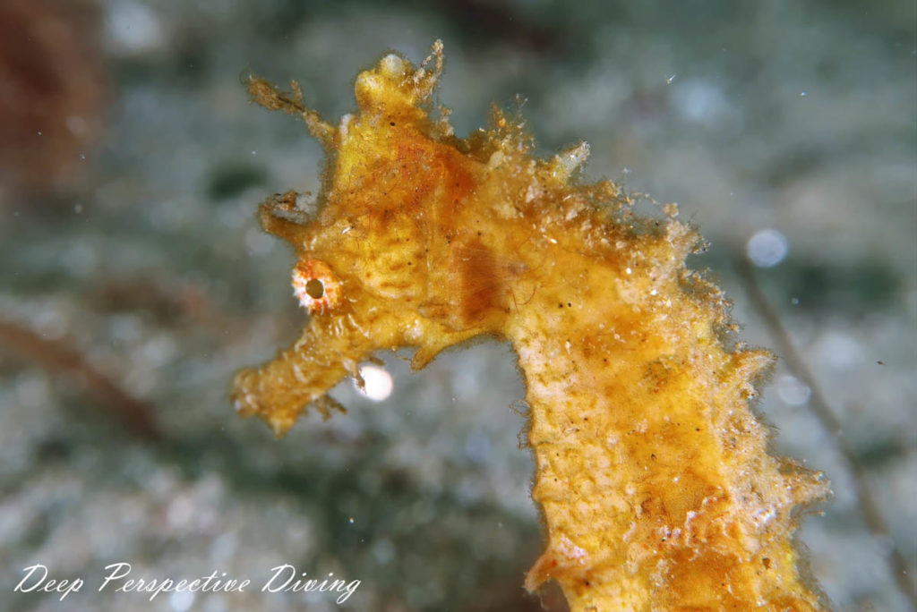 Nova Scotia Sea Horse