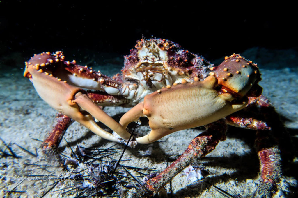 Night Diving