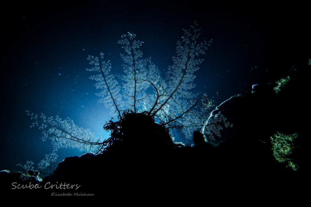 Night Diving