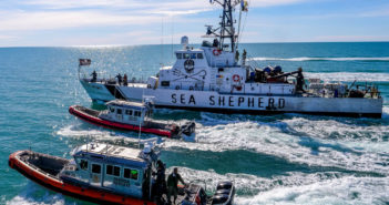 Mexico and Sea Shepherd Partner to Save Vaquita Porpoise Sea Shepherd