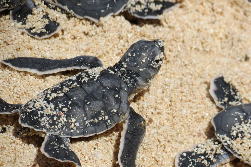 Turtles