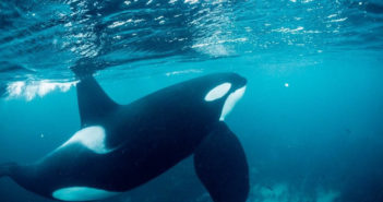 Winter Whales of Norway Winter Whales