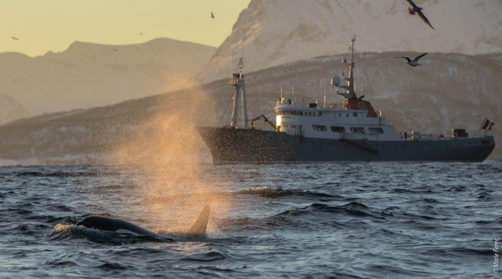 Winter Whales