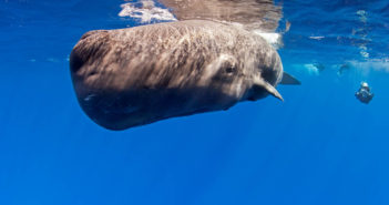 New from Diverse Travel: Dominica Dominica