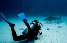 Pro Dive International Bull Sharks