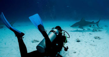 Top 10 Least Known Bull Shark Facts Pro Dive International Bull Sharks