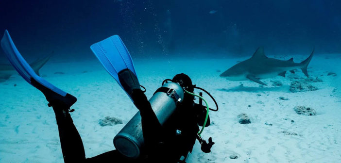 Pro Dive International Bull Sharks