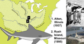 TOP 5 Bizarre Bull Shark Sightings Pro Dive