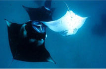 Manta Rays