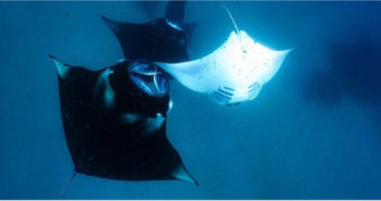 Manta Rays