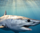Mako Sharks Win Vital Protection