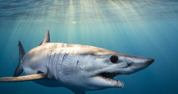 Mako Sharks