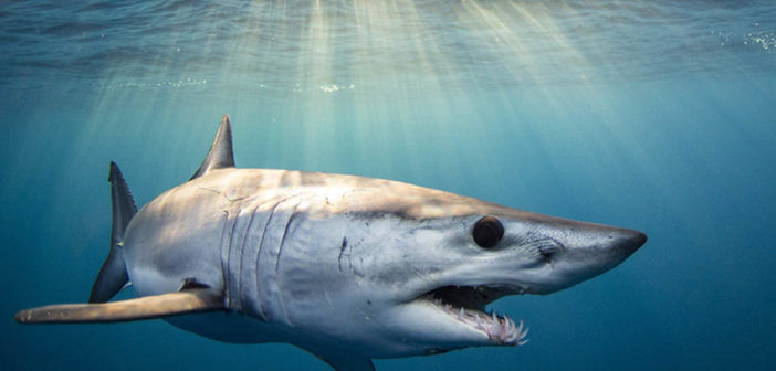 Mako Sharks