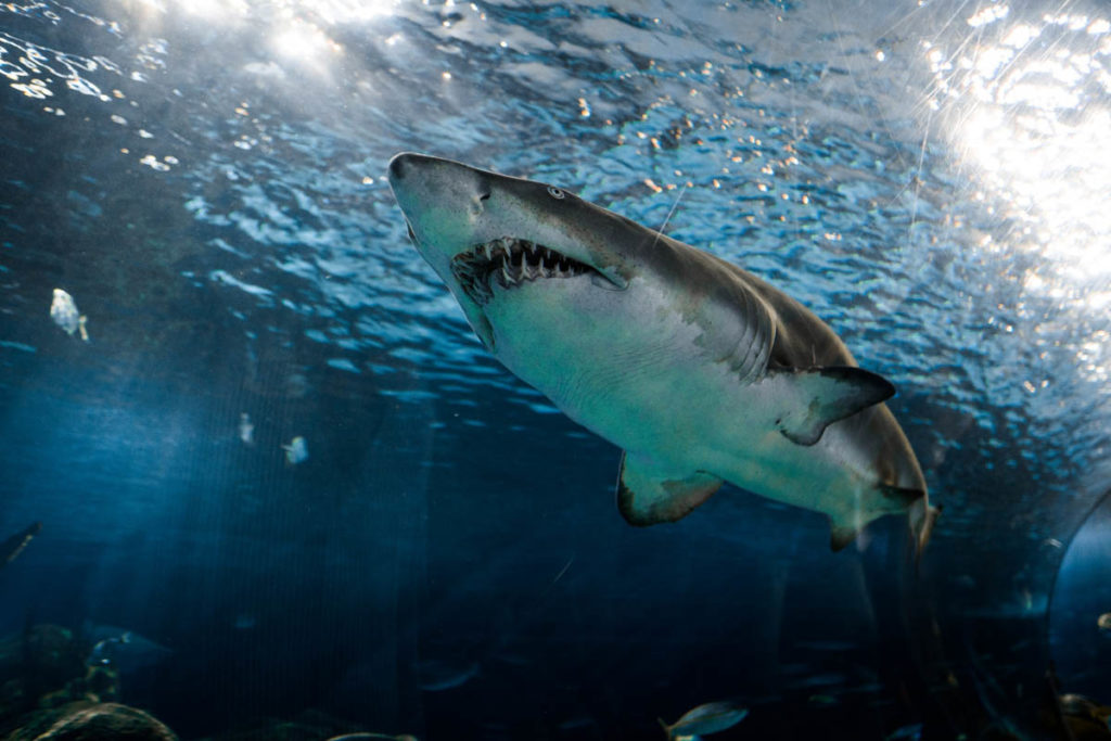 Shark
