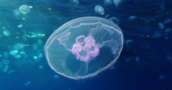 Moon Jellyfish