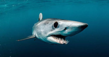 Mako Sharks