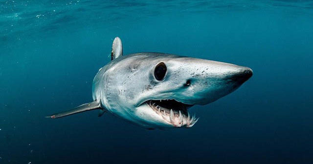 Mako Sharks