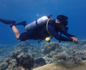 Reef-World Stronger and More Dynamic Moving Towards 2022 Despite Global Pandemic