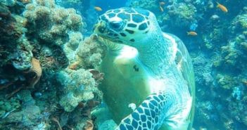 World-Class Dive Resort to Transform Mozambique’s North-East Coast