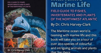 Maritime Marine Life