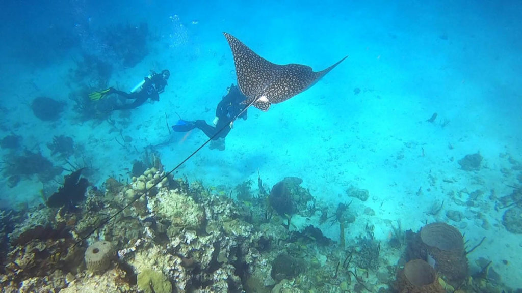 Saona Island