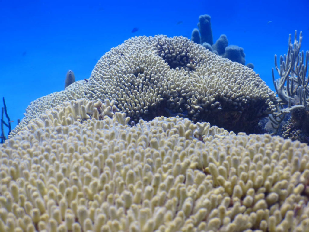 Saona Island