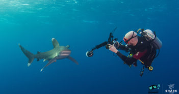 Shark Trust announce the Great Shark Snapshot Shark Trust