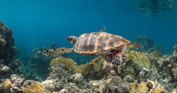 Aqaba IS a Scuba Destination – Not just an Add On Deep Blue Dive Center
