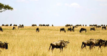 N2Pix Expeditions Presents – Tanzania Safari and Pemba Island Diving