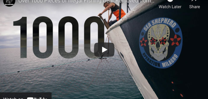 Press Conference on Operation Milagro and the Future of the Vaquita with Sea Shepherd Conservation Society