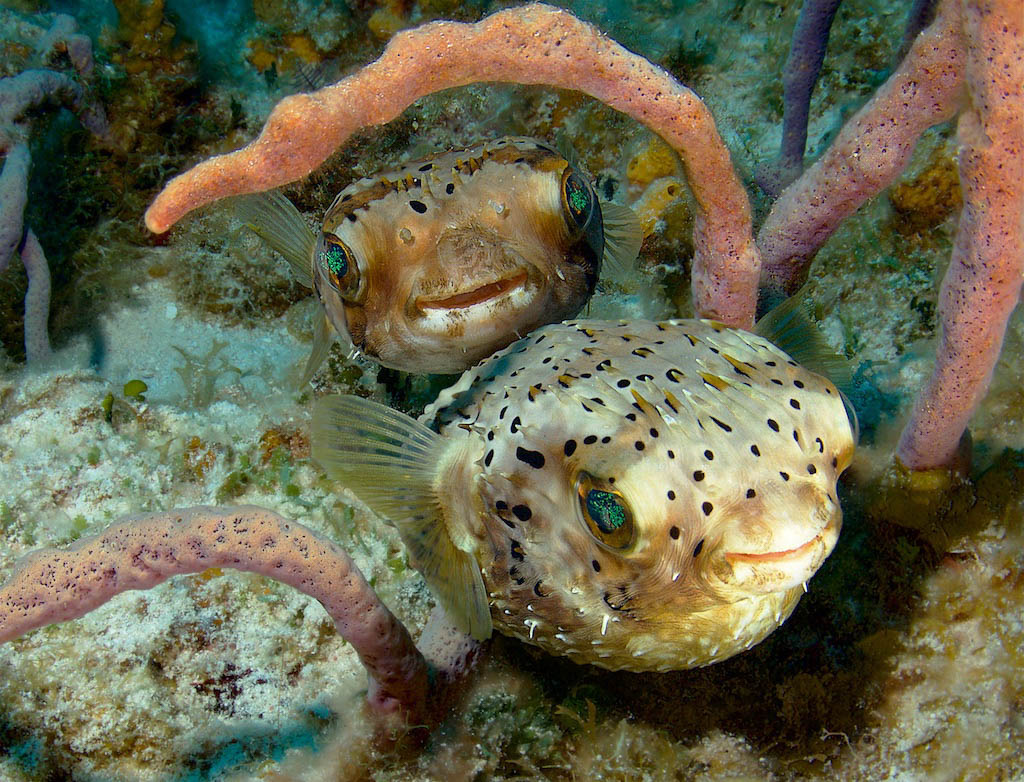 Fish Portraits - Steve Rosenberg