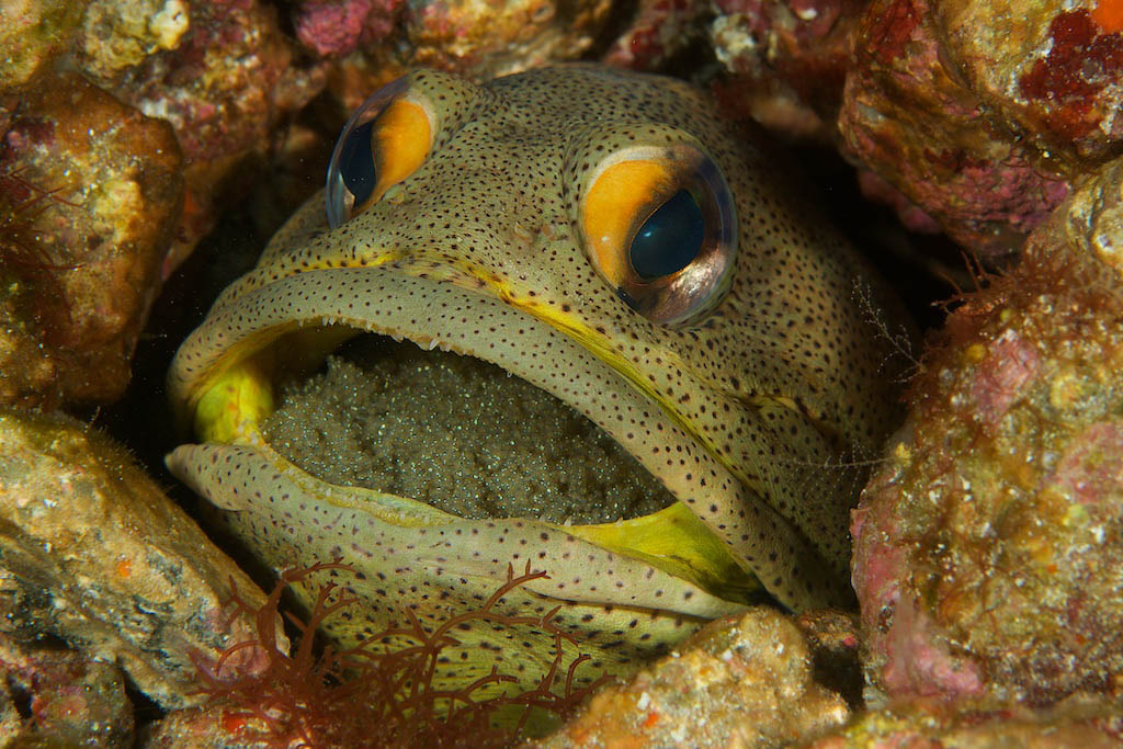 Fish Portraits - Steve Rosenberg