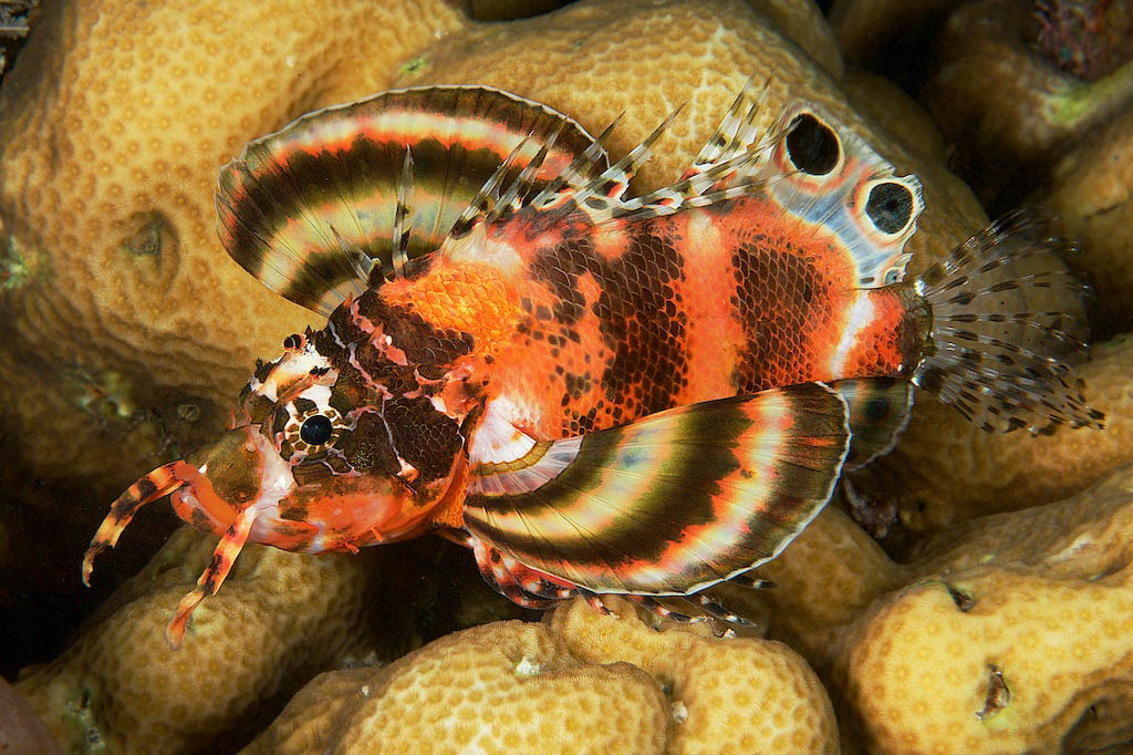 Fish Portraits - Steve Rosenberg