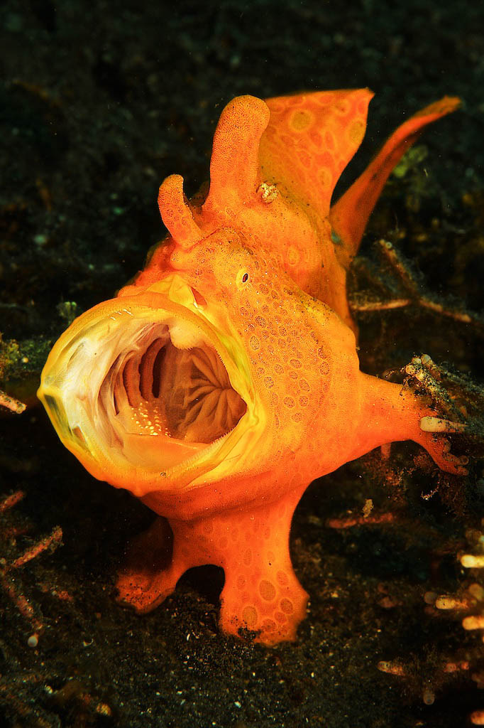 Fish Portraits - Steve Rosenberg