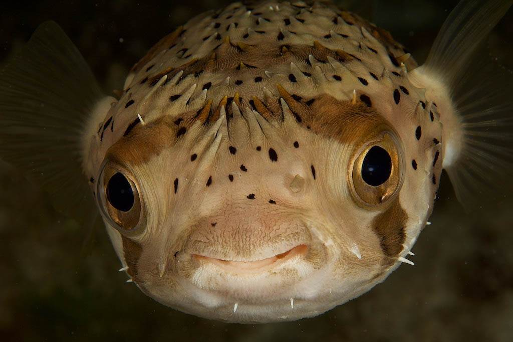 Fish Portraits - Steve Rosenberg