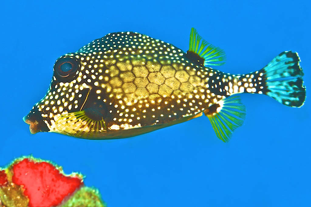 Fish Portraits - Steve Rosenberg