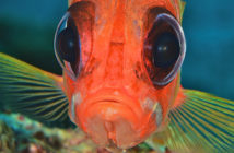 Fish Portraits - Steve Rosenberg