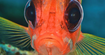 Fish Portraits - Steve Rosenberg