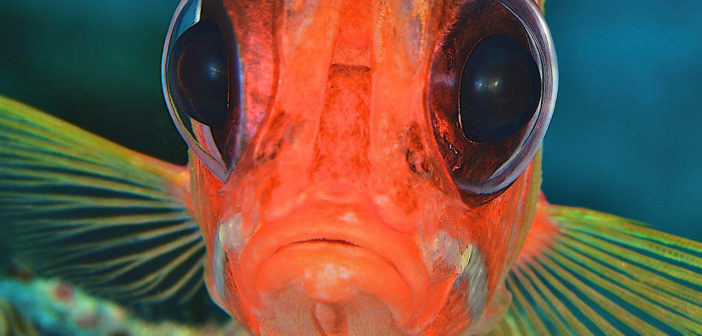 Fish Portraits - Steve Rosenberg