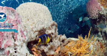 The Connections Between Deep-Sea Mining, the Monuments and Fisheries NOAA