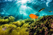 PADI / SeaLegacy Partnership