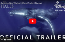 Secrets of the Whales