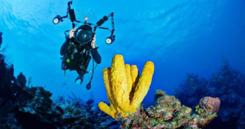 Join 7 Days Of Mind Blowing Southern Red Sea Diving, with Photo Workshops this September Freeflow Media Photo Workshops Egypt 2022