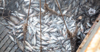 Illegal Fishing Fleet Blacklisted in Indian Ocean To Safeguard Tuna Illegal Fishing