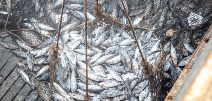 Illegal Fishing Fleet Blacklisted in Indian Ocean To Safeguard Tuna