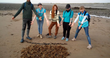 Shark Trust Delighted at Bumper Easter Eggcase Hunt Results Shark Trust Eggcase Hunt 2022